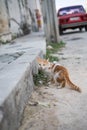Small ginger and white cat in Havana, Cuba Royalty Free Stock Photo