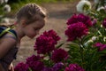 Small girl child smelling beautiful peony flower in the sunny garden Royalty Free Stock Photo