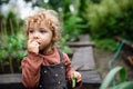 Small girl eating peas on farm, growing organic vegetables concept. Royalty Free Stock Photo