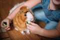 Small girl feeds guinea pig out of hands. manual animal eats cucumber from human hands. child takes care and plays with pet. Royalty Free Stock Photo