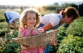 Small girl with grandmother picking strawberries on the farm.