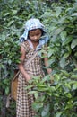 Small girl picking tea in the field