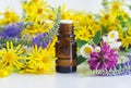 Small glass bottle with essential oil herbal tincture, extract, infusion and wild flowers. Aromatherapy, homemade spa Royalty Free Stock Photo