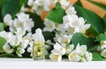 Small glass bottle with natural jasmine roll on perfume oil. Jasmine blossom flowers background.