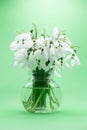 Small glass vase with snowdrops flowers Royalty Free Stock Photo