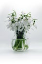Small glass vase with snowdrops flowers Royalty Free Stock Photo