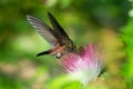 Small glittering green and brown hummingbird feeding on a tropical flower Royalty Free Stock Photo