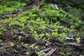 Small Glow of Hope in Rocky Mountain National Park Royalty Free Stock Photo