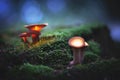 Glowing, magic mushrooms in a dark forest Royalty Free Stock Photo