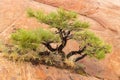 A small gnarled pinyon pine grows from a crack in red sandstone