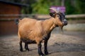 Small goat in Frankfurt Pettingzoo Royalty Free Stock Photo