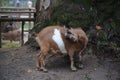 Small goat in Frankfurt Pettingzoo, Germany Royalty Free Stock Photo