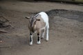 Small goat in Frankfurt Pettingzoo Germany Royalty Free Stock Photo