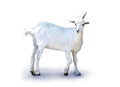 Small Goat isolated over white Royalty Free Stock Photo