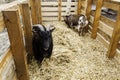 Small goat in a milk production farm Royalty Free Stock Photo