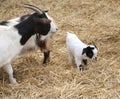 Small goat newborn with her mom