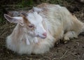 Baby goat lying on a hay in a farm, village, rural scene, cute livestock animal Royalty Free Stock Photo