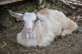 Baby goat lying on a hay in a farm, village, rural scene, cute livestock animal Royalty Free Stock Photo