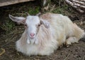 Baby goat lying on a hay in a farm, village, rural scene, cute livestock animal Royalty Free Stock Photo