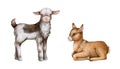 Small goat watercolor illustration farm set. Hand drawn small standing and laying goatling. Cute newborn goat farm