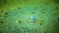 Small gobies Pomatoshistus sp. eat on the sandy seabed. Black Sea