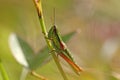 Small Gold Grasshopper (Euthystira brachyptera) Royalty Free Stock Photo