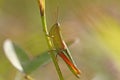 Small Gold Grasshopper (Euthystira brachyptera) Royalty Free Stock Photo