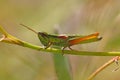 Small Gold Grasshopper (Euthystira brachyptera) Royalty Free Stock Photo