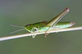 Small Gold Grasshopper (Euthystira brachyptera) Royalty Free Stock Photo