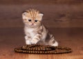 Small goldem british kitten on table with beads Royalty Free Stock Photo