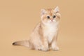 Small golden british kitten on light brown