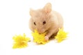 Small golden hamster eating yellow flowers.