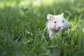 Small golden hamster in the grass