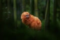 Small Golden-headed lion tamarin on bamboo tree in junge, wildlife. Golden-headed lion tamarin, BahÃÂ­a