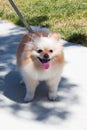 Small golden Pomeranian puppy dog with fluffy mane being walking outdoors