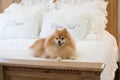 Small golden pomeranian puppy dog sitting on top of the bed covers Royalty Free Stock Photo