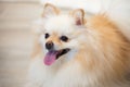 Excited cream and white male pomeranian small dog Royalty Free Stock Photo