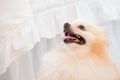 Small golden pomeranian puppy in the bedroom Royalty Free Stock Photo