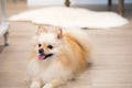 Small indoor pets. Pomeranian dog. Royalty Free Stock Photo