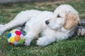 Small golden retriever puppy rest near a colorful ball Royalty Free Stock Photo