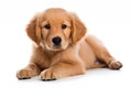 A small golden retriever puppy on a white background.