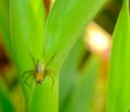 Small golden yellow head spider animal on green leaf in thailand. Furry pest in garden Royalty Free Stock Photo