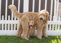 Small Goldendoodle Puppy Sitting Underneath Standing Larger Gold