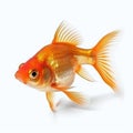 Small Goldfish Close up portrait isolated on white background Royalty Free Stock Photo