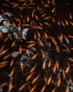 Small Goldfish Pond near Buddhist Temple on Hawaii Royalty Free Stock Photo