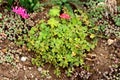 Small Good luck plant or Oxalis tetraphylla plant growing in form of tiny bush covered with raindrops after spring shower Royalty Free Stock Photo