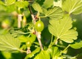 Small gooseberry fruits in spring. Close-up Royalty Free Stock Photo