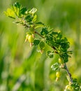 Small gooseberry fruits in spring. Close-up Royalty Free Stock Photo