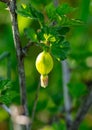 Small gooseberry fruits in spring. Close-up Royalty Free Stock Photo