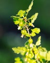 Small gooseberry fruits in spring. Close-up Royalty Free Stock Photo